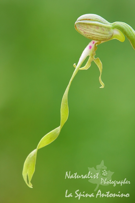 Himantoglossum hircinum (sicilia orientale)